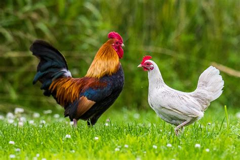 hen and rooster dating